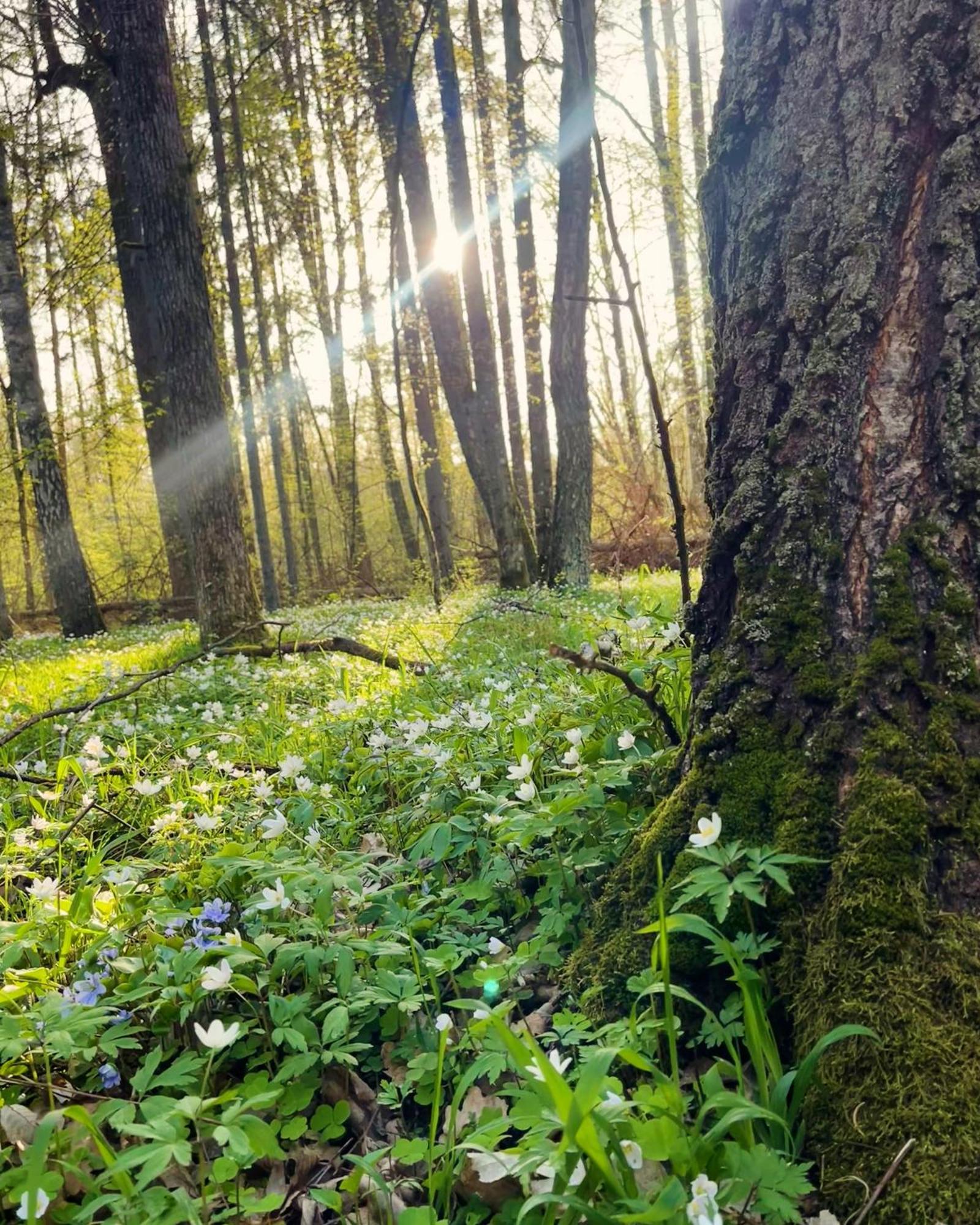 Apartament Magia Puszczy Z Widokiem Na Puszcze Bialowieska Hajnowka Bagian luar foto
